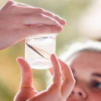 Student looking at a macroinvertebrate.